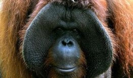 圈内人爆料猩猩,猩猩生成背后的神秘力量